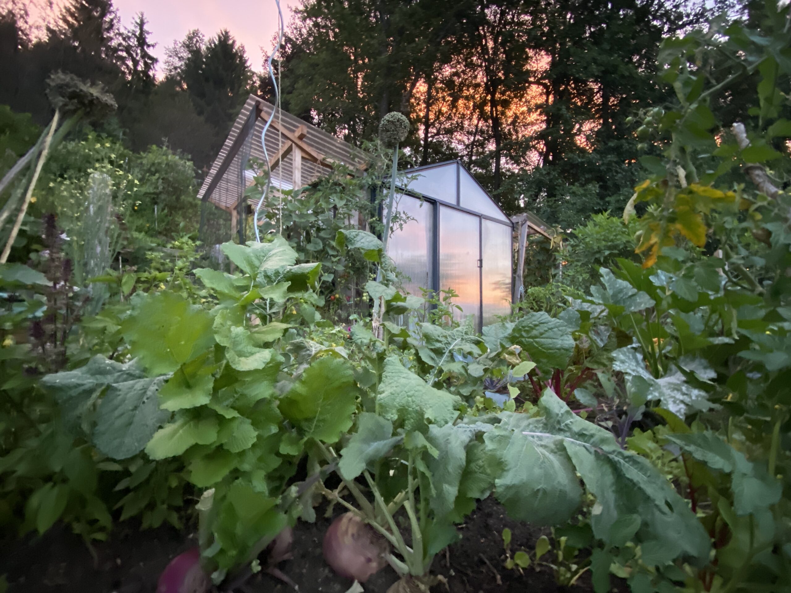 Lebensmittel; Gewächshaus; Vielfaltsvisionäre